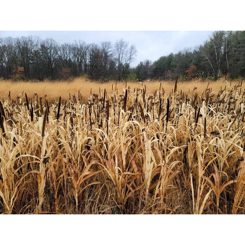 Domain Japanese Millet Seed - Alternate View 1