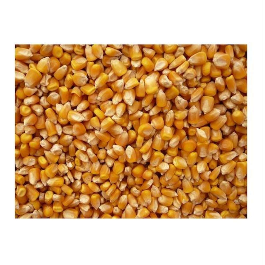 Organic Yellow Popcorn 5lb - Bulk Grains - Single Item Bulk Pack