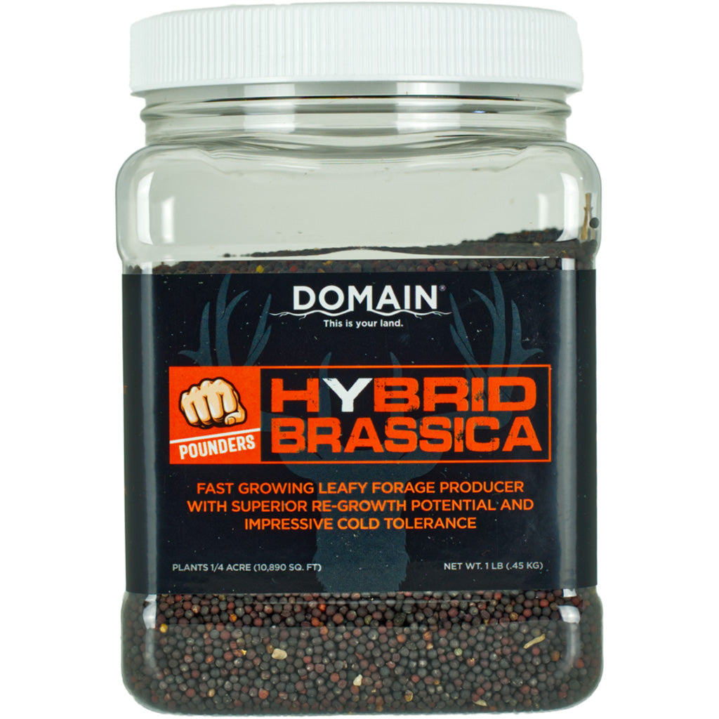 Domain Hybrid Brassica Pounder Seed - Front View