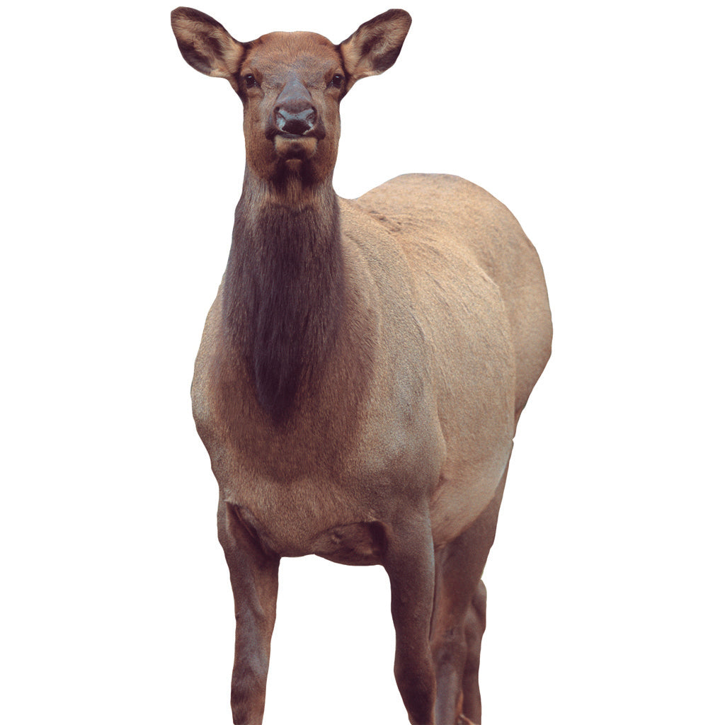 Montana Decoy Eichler Elk Decoy - Front View