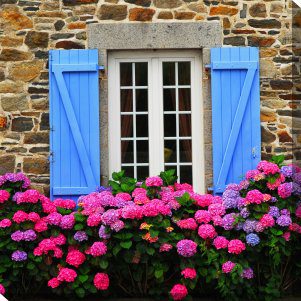 Country Hydrangeas Outdoor Canvas Wall Art
