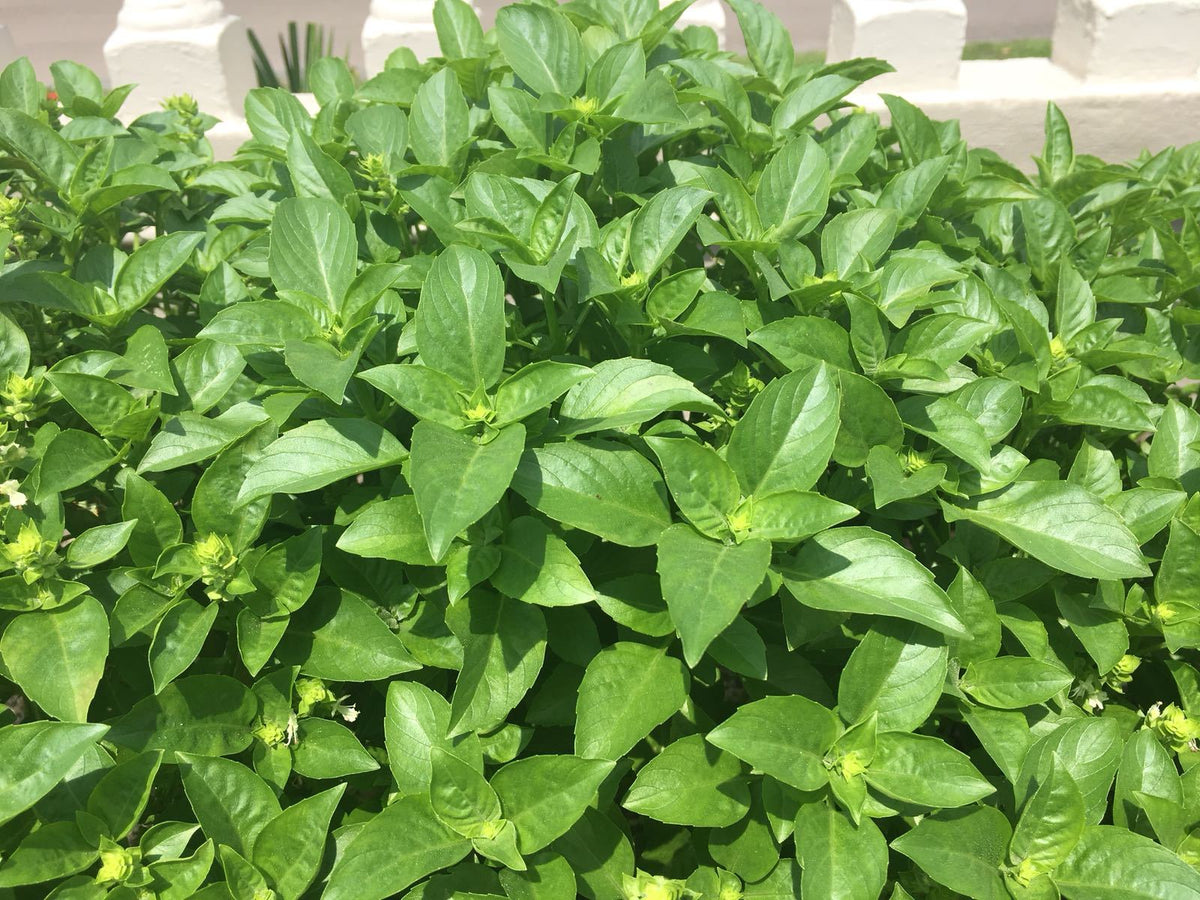 ALBAHACA BLANCA EN RAMAS/ WHITE BASIL HERBS
