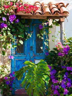 Morning Glory Outdoor Canvas Wall Art
