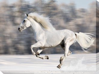 Wild And Free Outdoor Canvas Wall Art