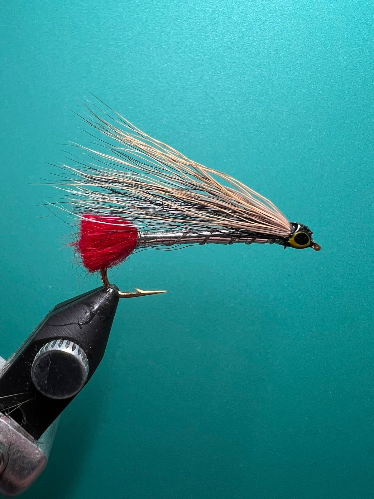 Black Nose Dace